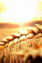 Load image into Gallery viewer, Golden Harvest 6x9 Hardcover Blank NoteBook